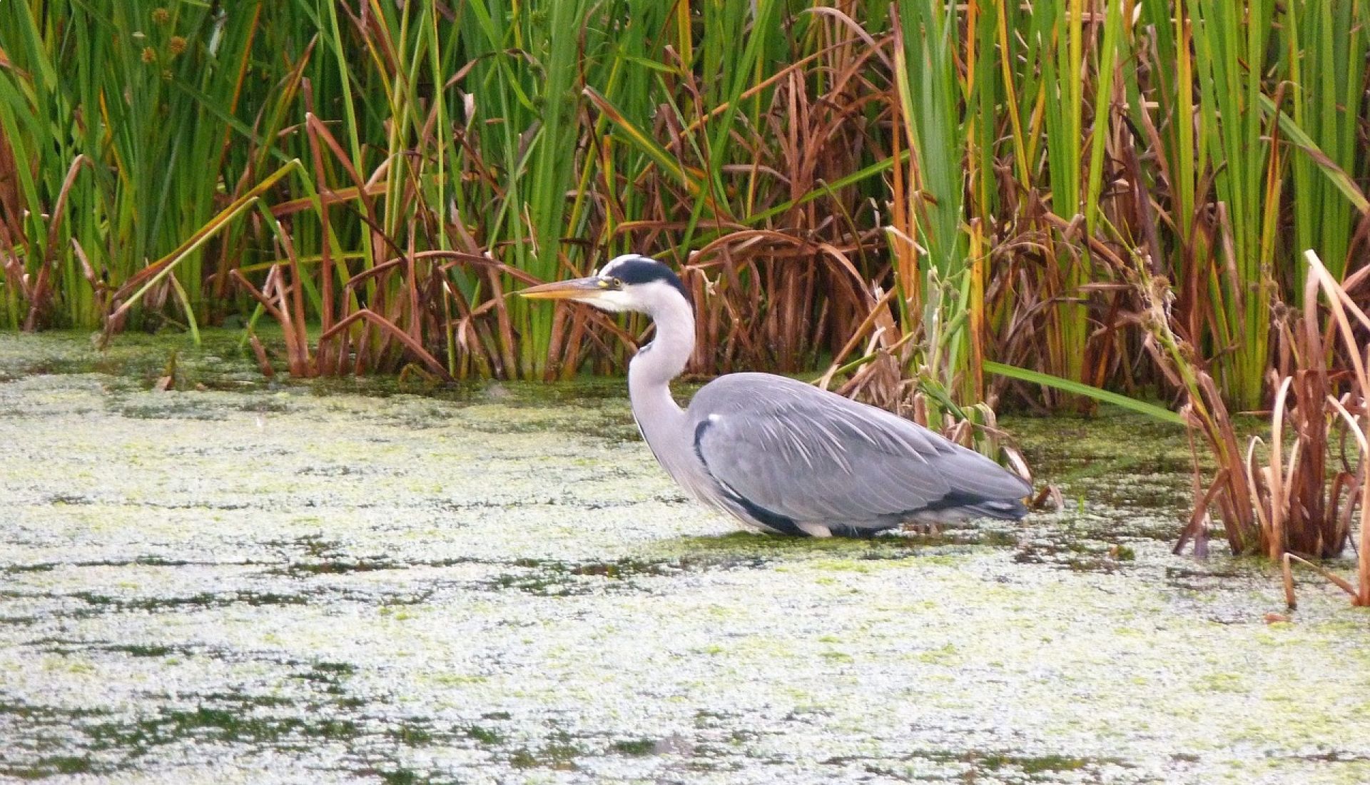 A la découverte du Pantanal, joyau de la nature au coeur de l'Amérique du Sud